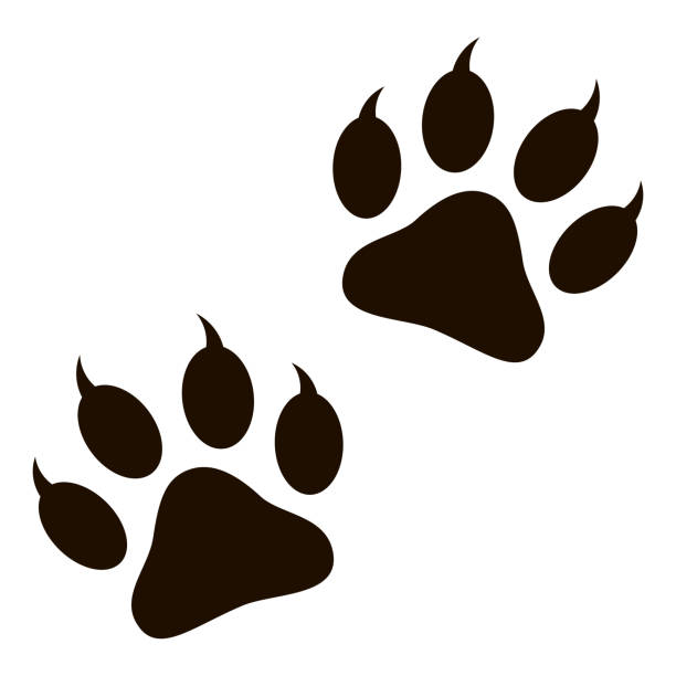 Detail Clip Art Tiger Paw Print Nomer 22