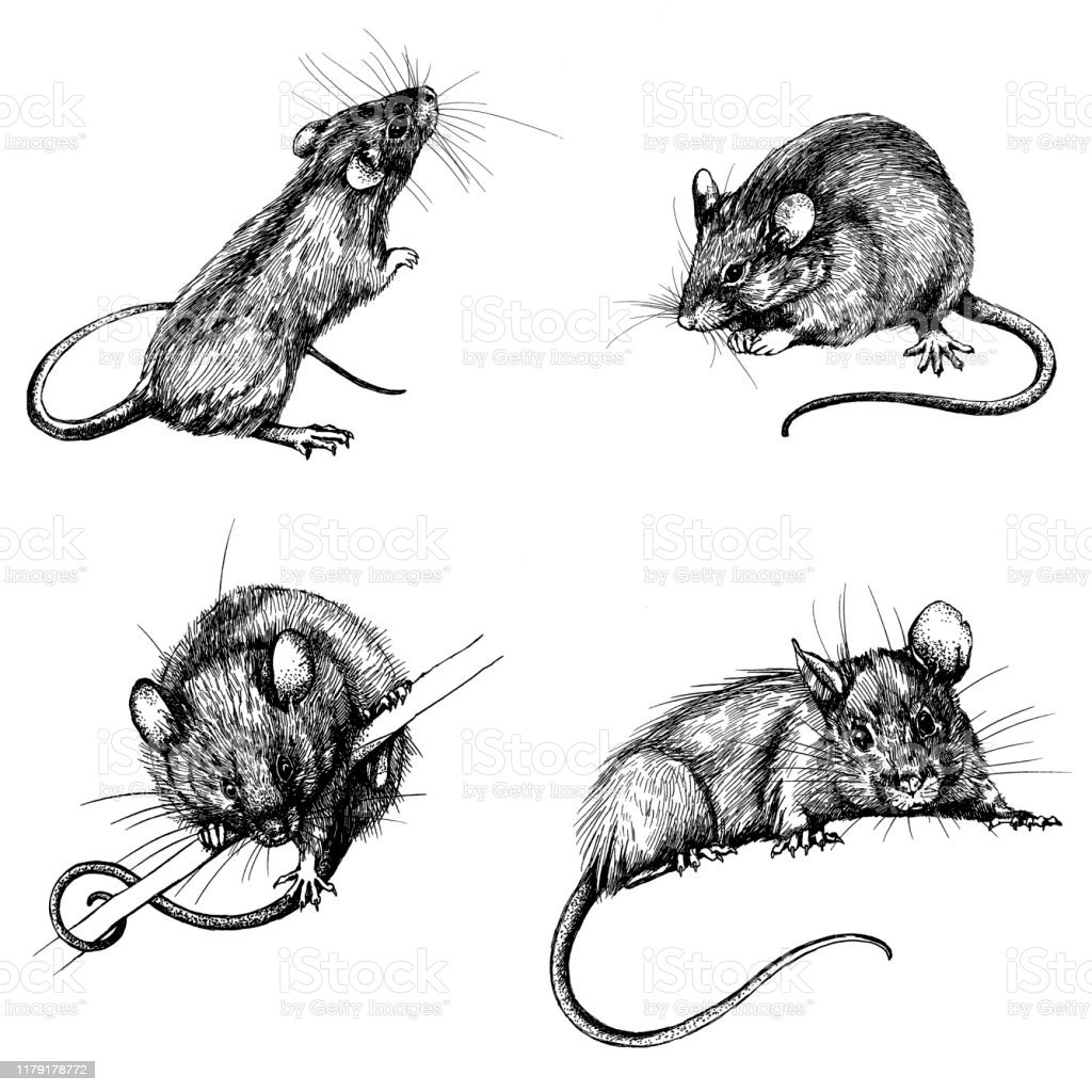 Detail Clip Art Tikus Nomer 25