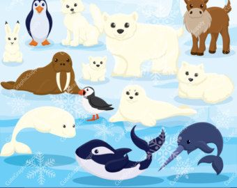 Detail Clipart Arctic Animals Nomer 35