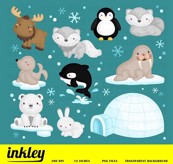 Detail Clipart Arctic Animals Nomer 6