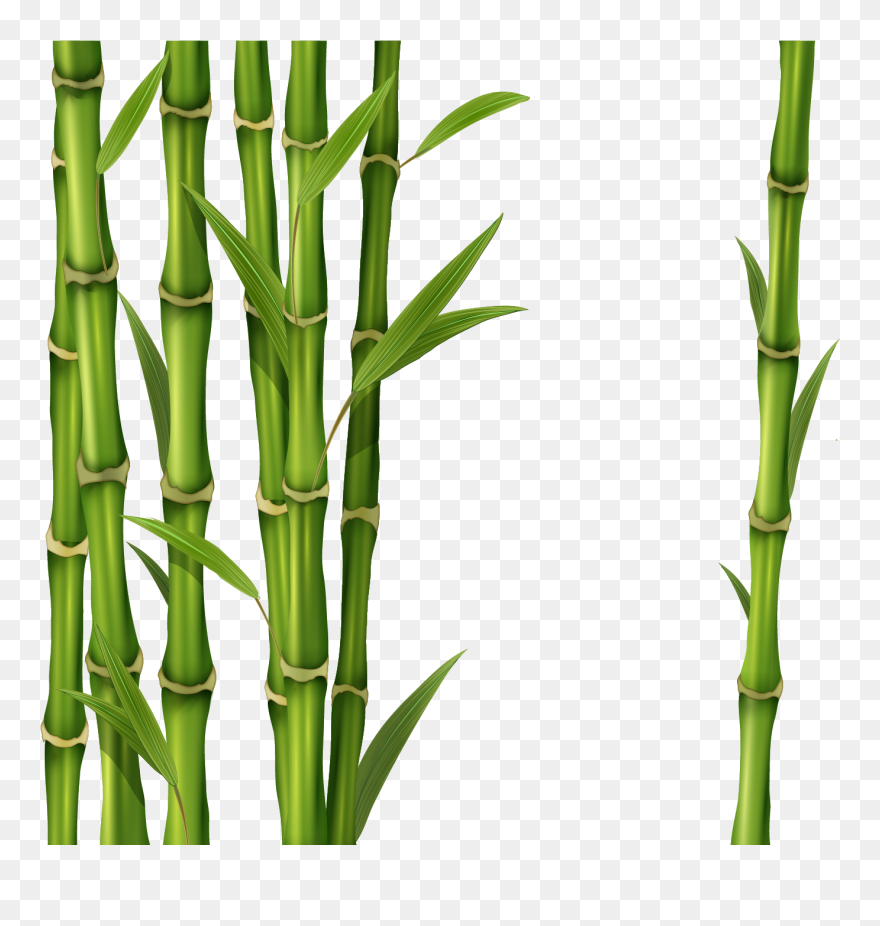 Detail Clipart Bamboo Nomer 5