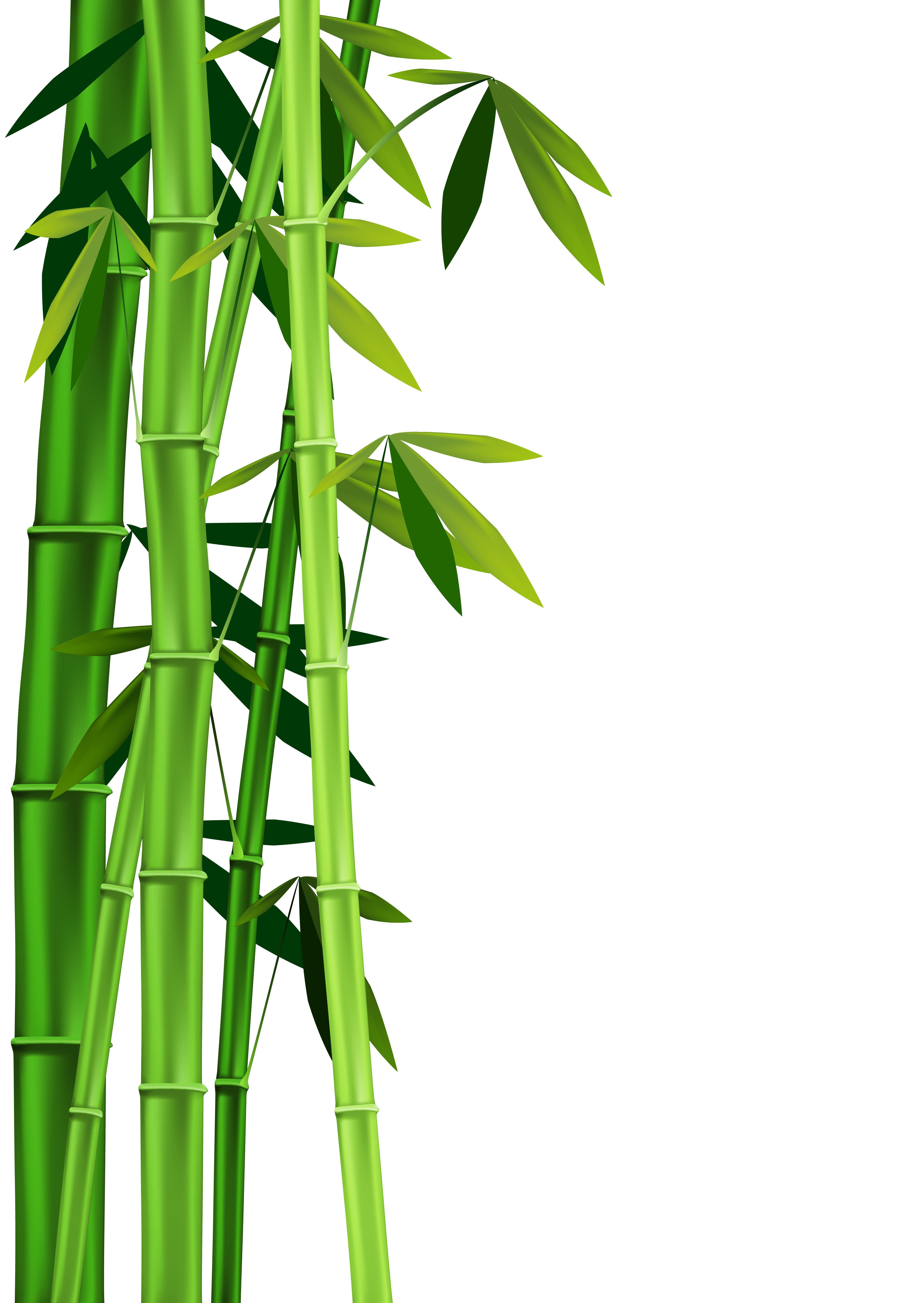 Detail Clipart Bamboo Nomer 8
