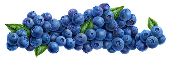 Detail Clipart Blueberries Nomer 47