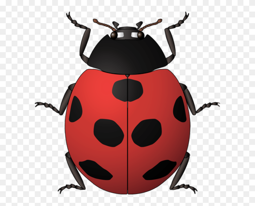 Detail Clipart Bug Nomer 24