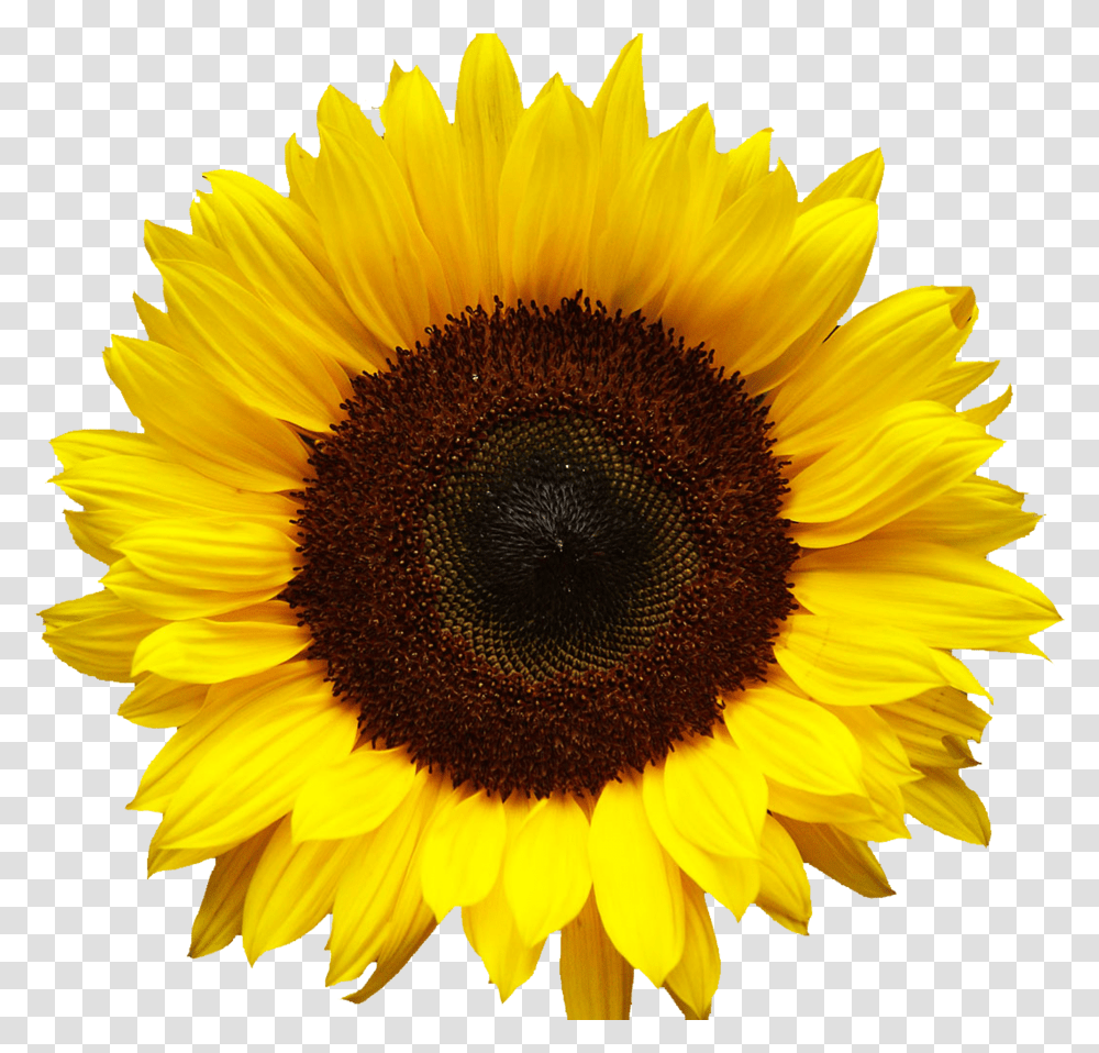 Detail Clipart Bunga Matahari Nomer 25