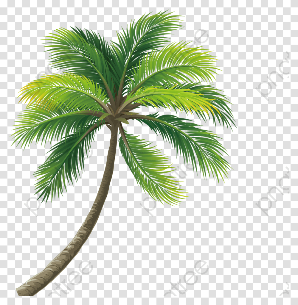 Detail Clipart Coconut Tree Nomer 27