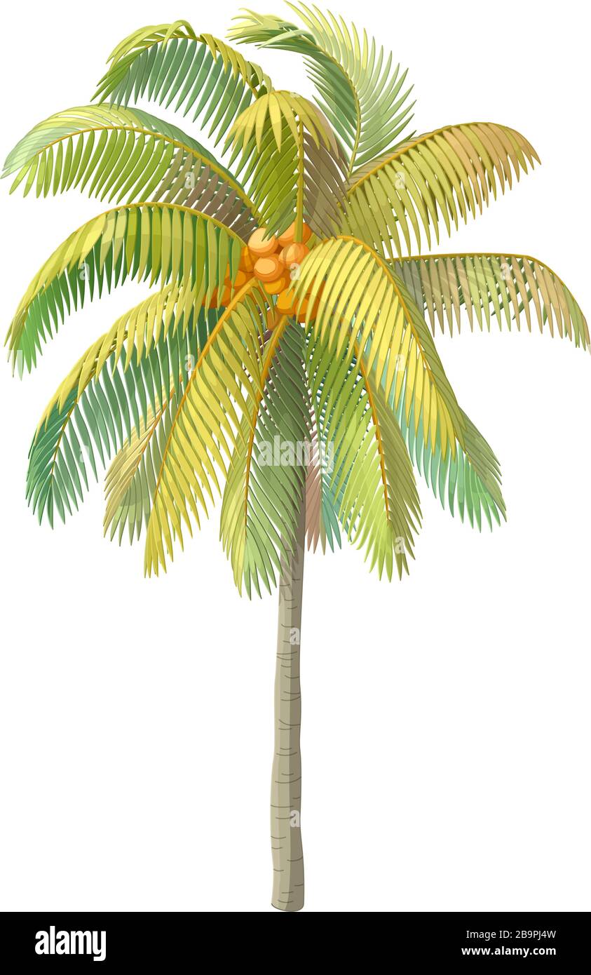 Detail Clipart Coconut Tree Nomer 34