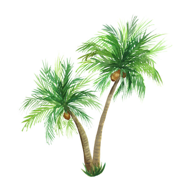 Detail Clipart Coconut Tree Nomer 47