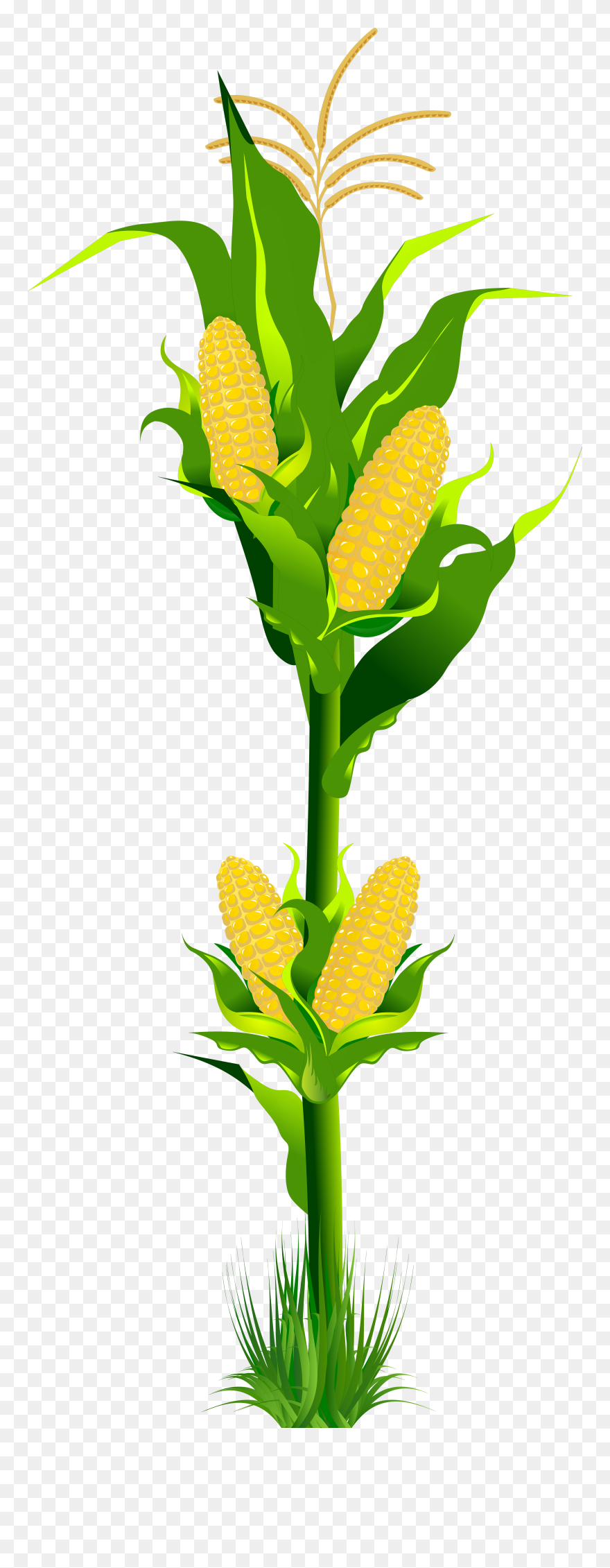 Detail Clipart Corn Nomer 34