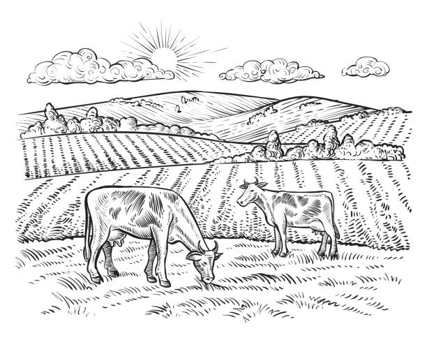 Detail Clipart Cow Black And White Nomer 22