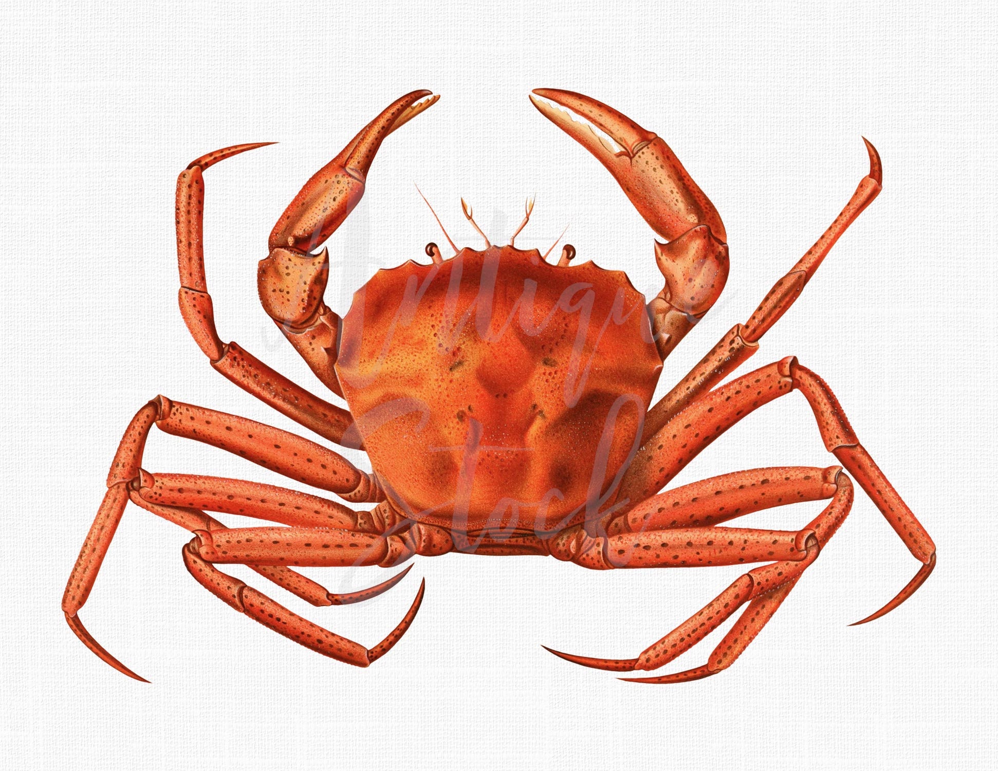 Detail Clipart Crab Nomer 31