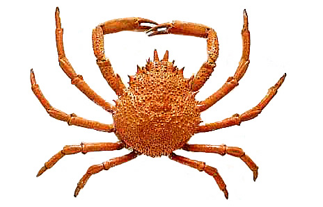 Detail Clipart Crab Nomer 45