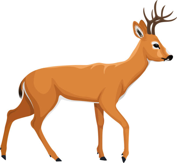 Detail Clipart Deer Nomer 18