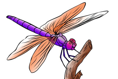 Detail Clipart Dragonflies Nomer 18