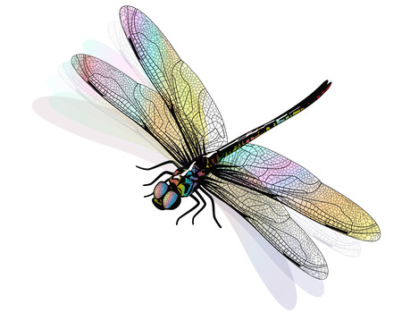 Detail Clipart Dragonflies Nomer 2