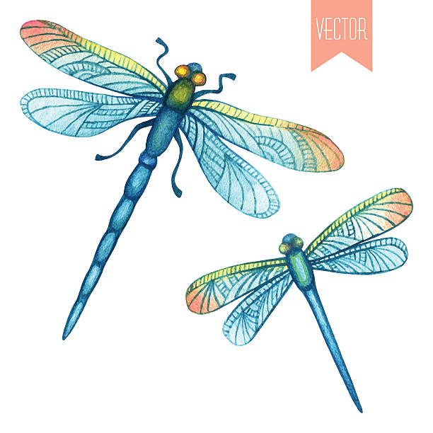 Detail Clipart Dragonflies Nomer 21