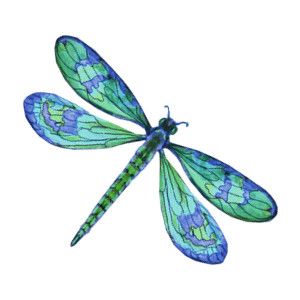 Detail Clipart Dragonflies Nomer 6