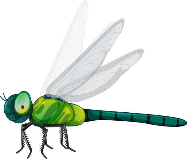 Clipart Dragonfly - KibrisPDR