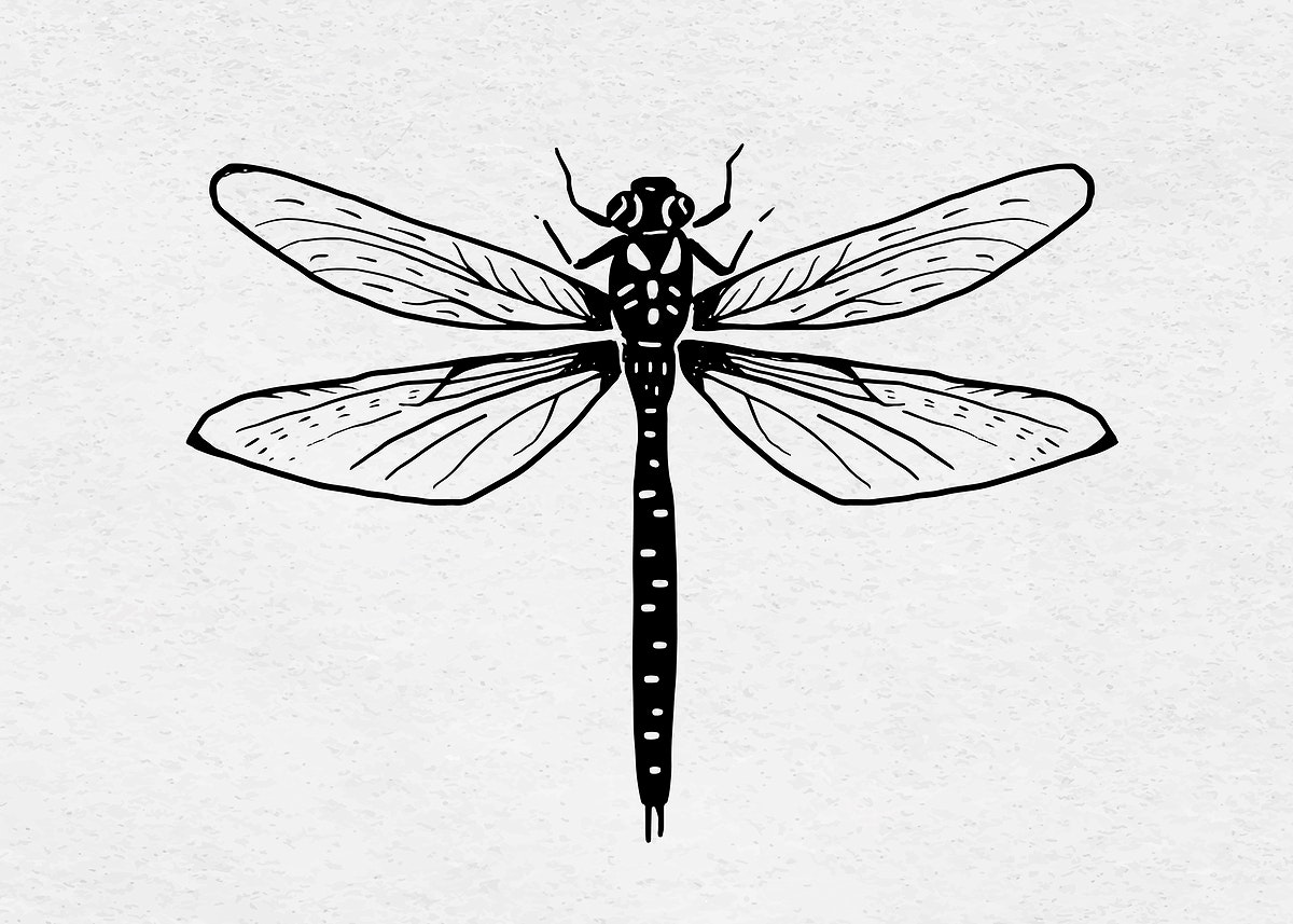 Detail Clipart Dragonfly Black And White Nomer 44