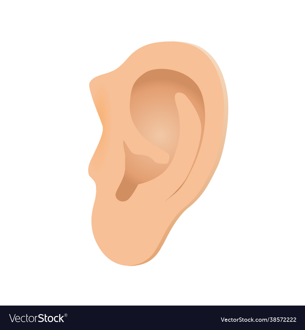 Detail Clipart Ear Nomer 45