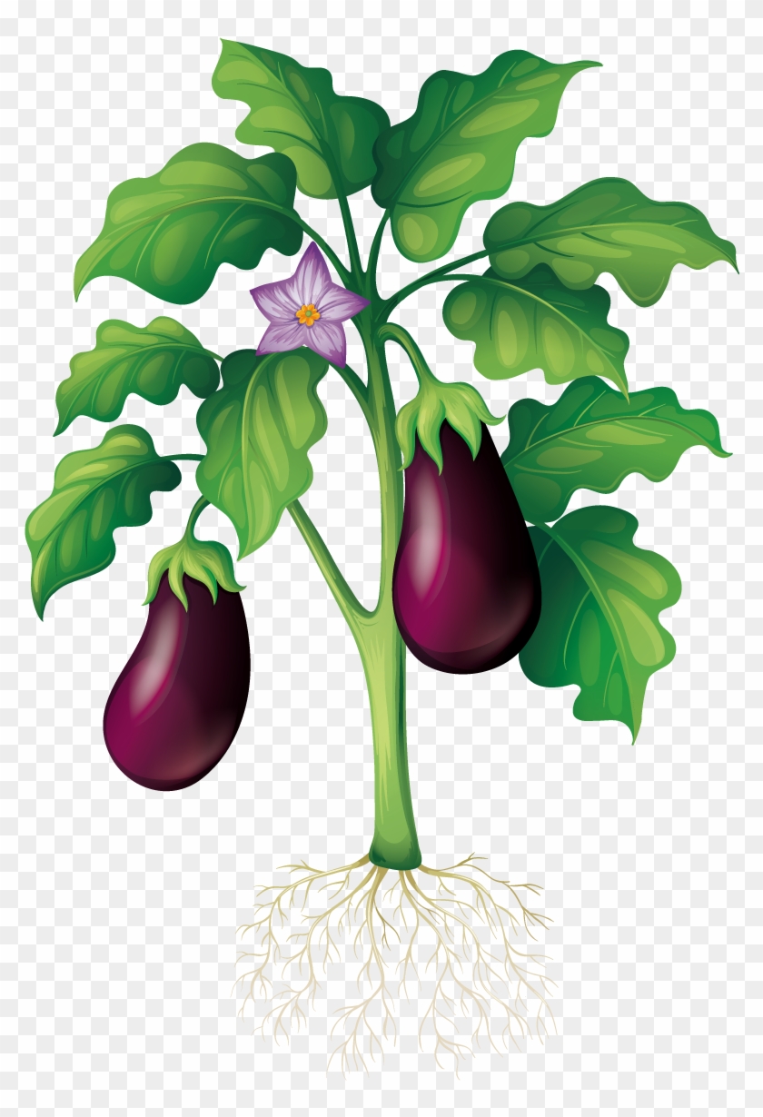 Detail Clipart Eggplant Nomer 45
