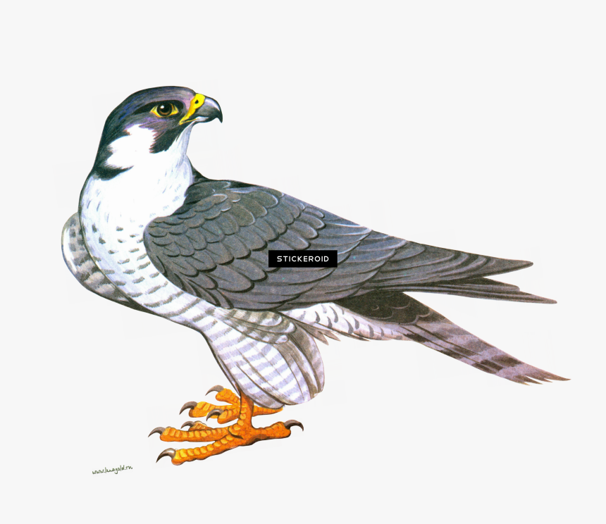 Detail Clipart Falcon Nomer 19