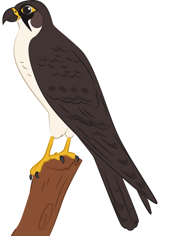 Detail Clipart Falcon Nomer 24