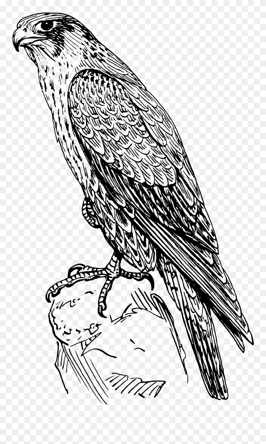 Detail Clipart Falcon Nomer 37