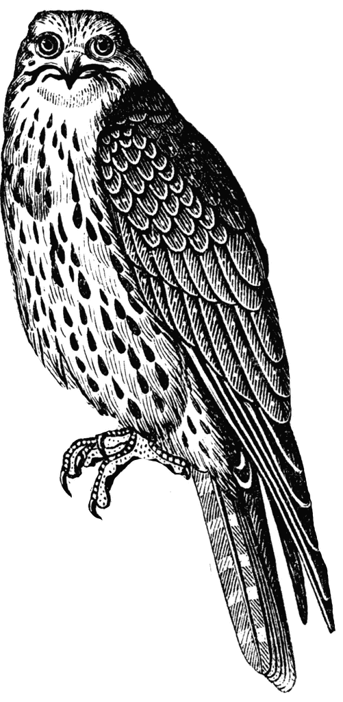 Detail Clipart Falcon Nomer 56