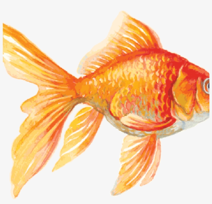 Detail Clipart Goldfish Nomer 18
