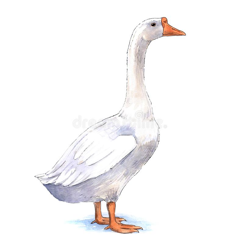 Detail Clipart Goose Nomer 20