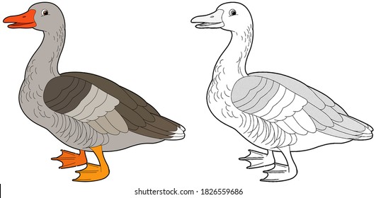 Detail Clipart Goose Nomer 49