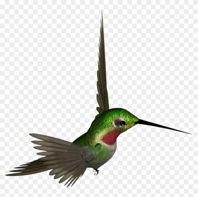 Detail Clipart Hummingbird Nomer 35