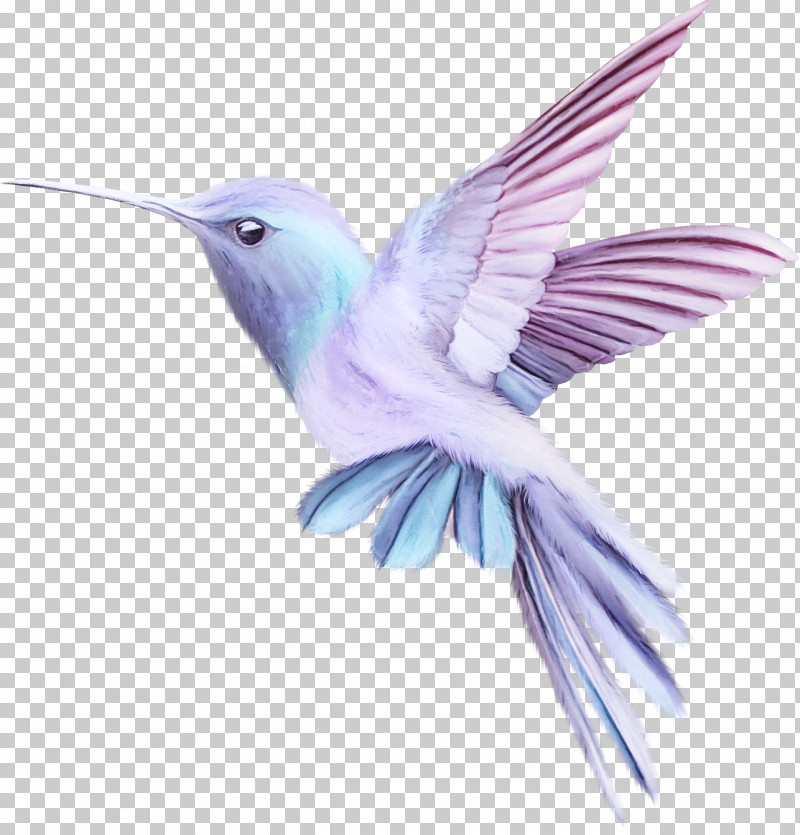 Detail Clipart Hummingbird Nomer 38