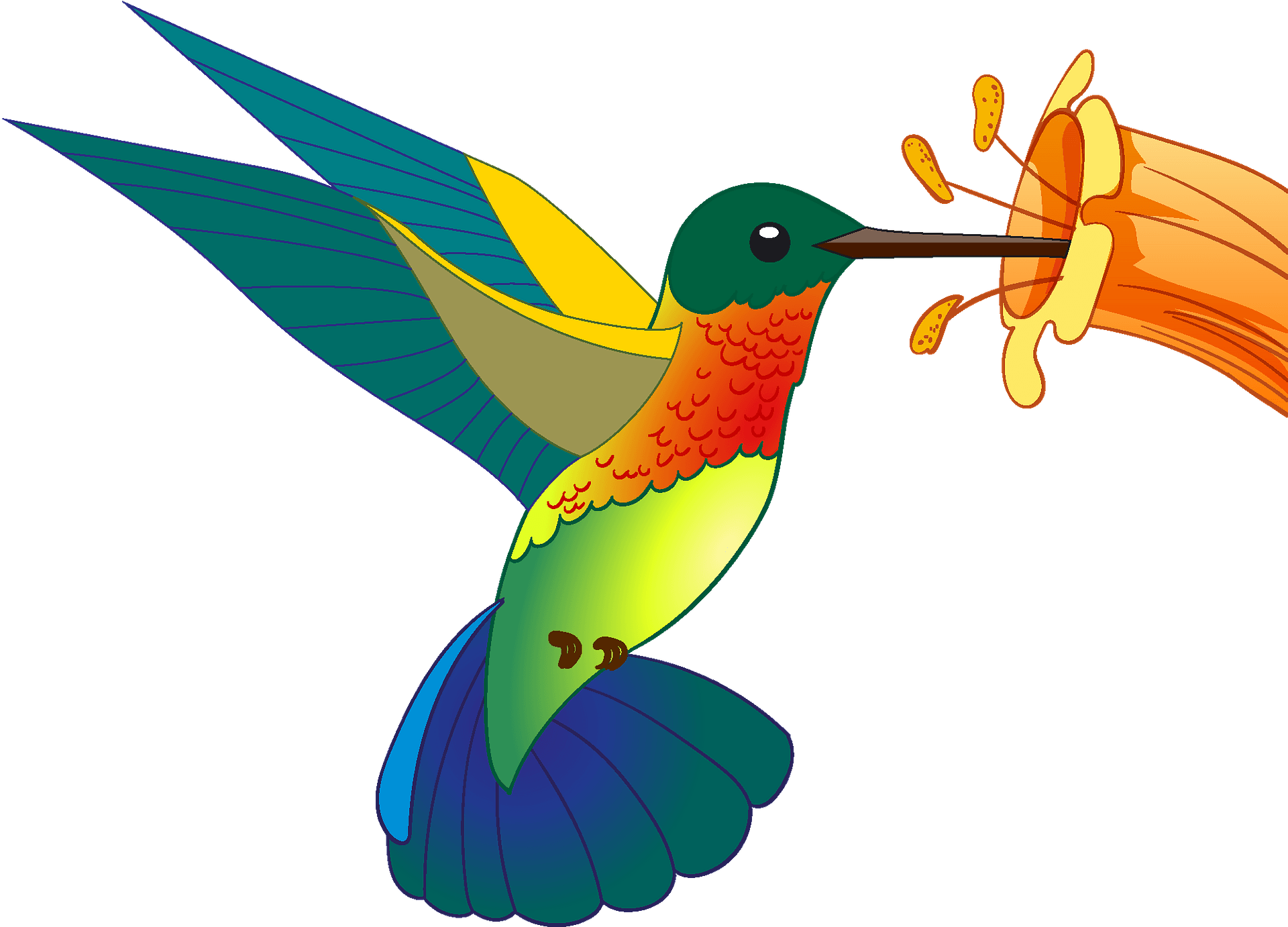 Detail Clipart Hummingbird Nomer 5