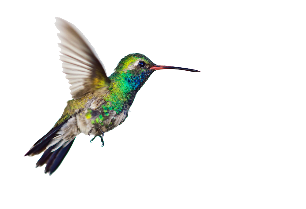 Detail Clipart Hummingbird Nomer 42