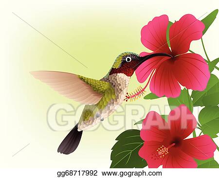 Detail Clipart Hummingbird And Flower Nomer 16
