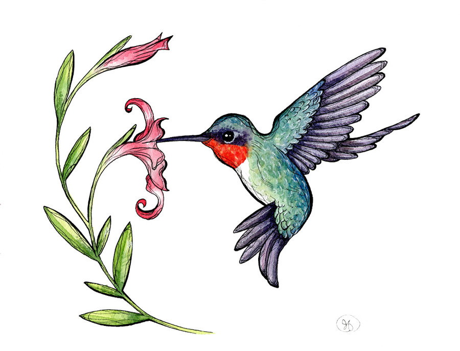Detail Clipart Hummingbird And Flower Nomer 17
