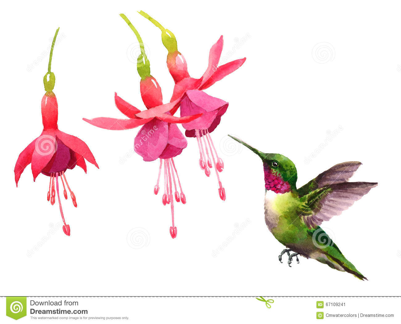 Detail Clipart Hummingbird And Flower Nomer 27