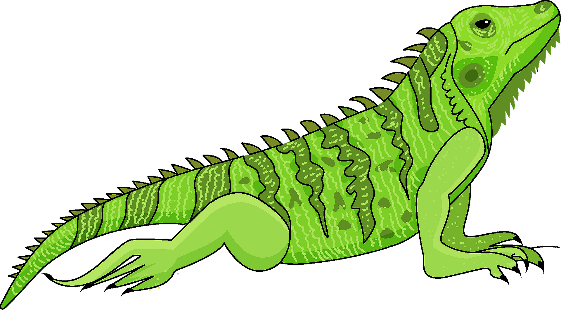 Detail Clipart Iguana Nomer 3