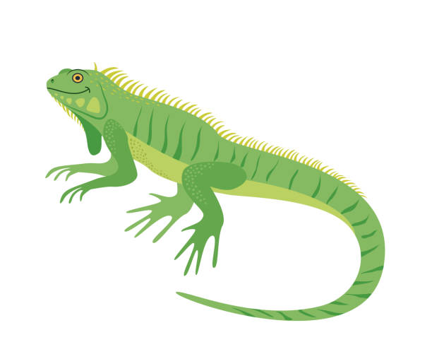 Detail Clipart Iguana Nomer 21