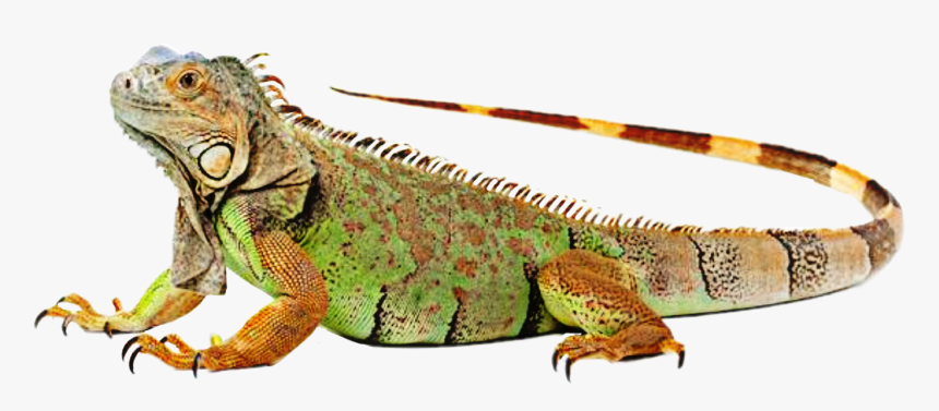 Detail Clipart Iguana Nomer 30