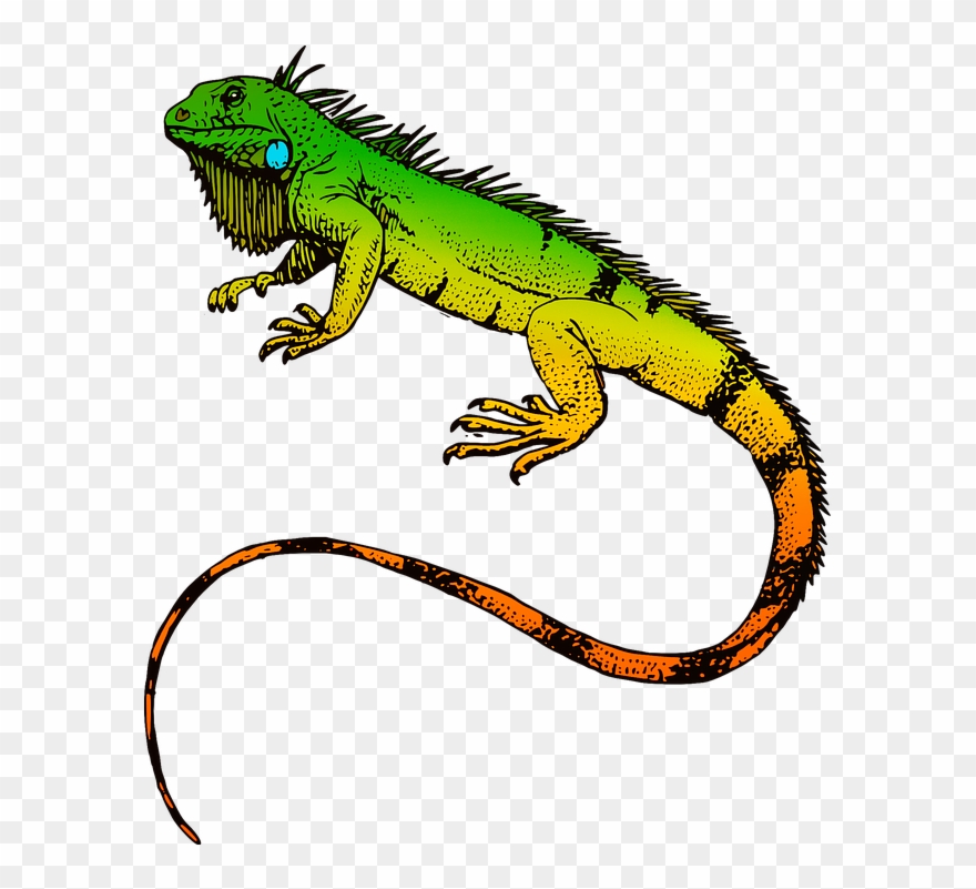 Detail Clipart Iguana Nomer 31