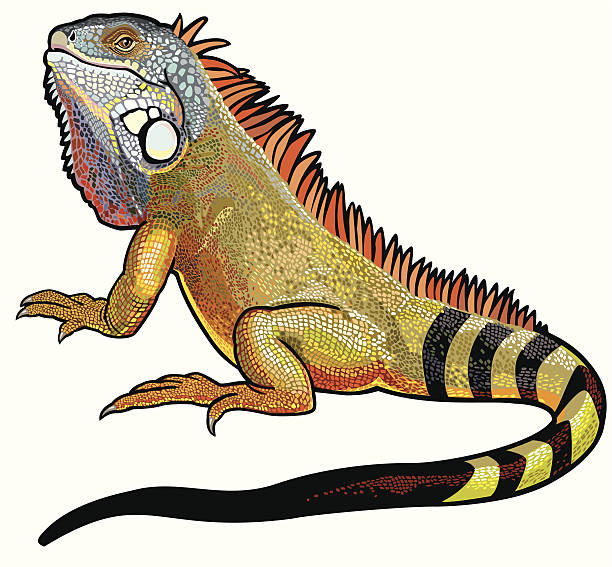 Detail Clipart Iguana Nomer 35