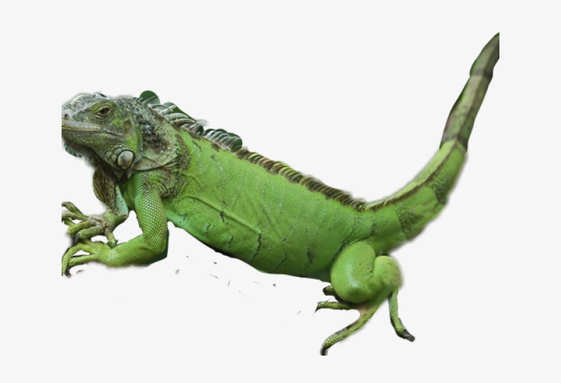 Detail Clipart Iguana Nomer 36