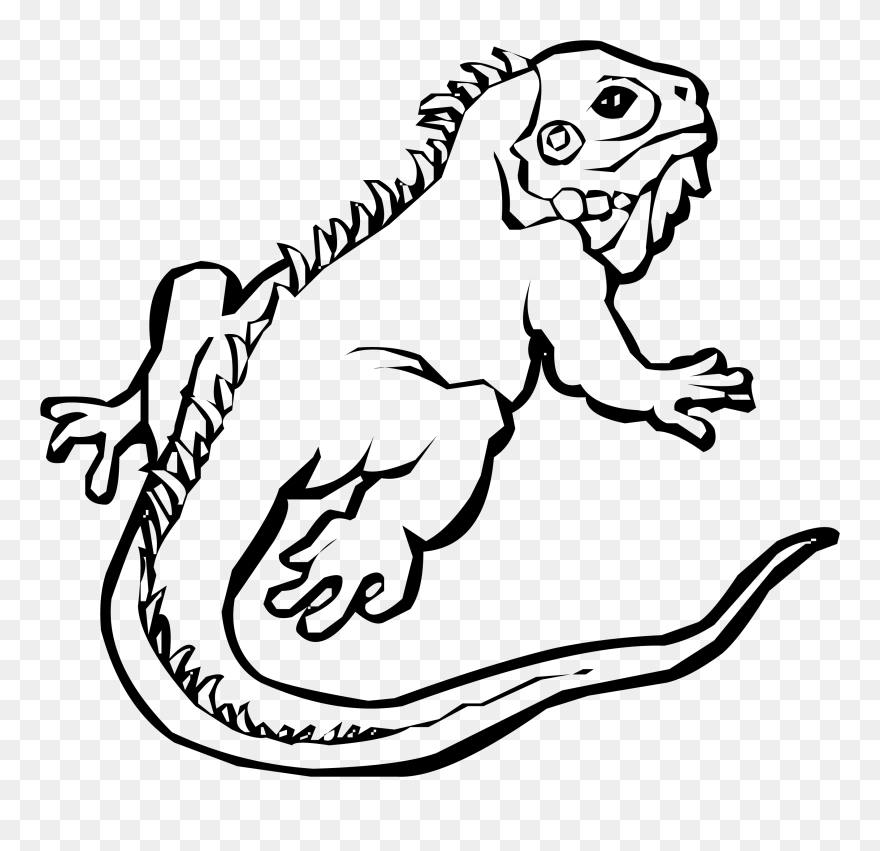 Detail Clipart Iguana Nomer 41