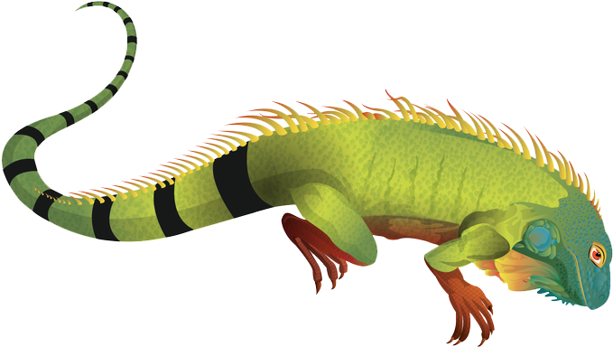 Detail Clipart Iguana Nomer 53