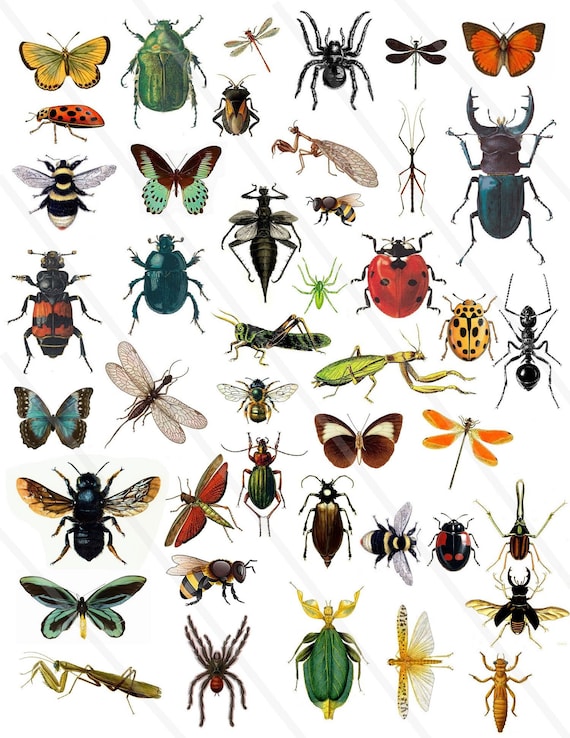Detail Clipart Images Of Insects Nomer 44