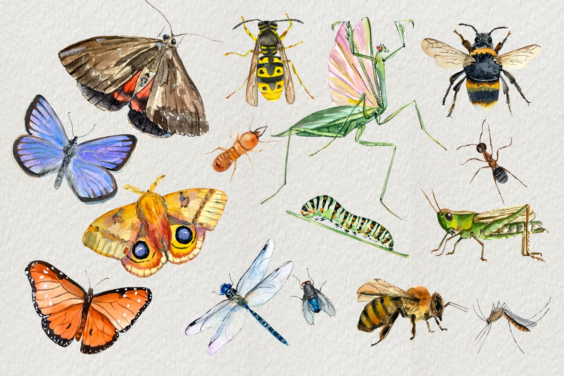 Detail Clipart Insects Nomer 21