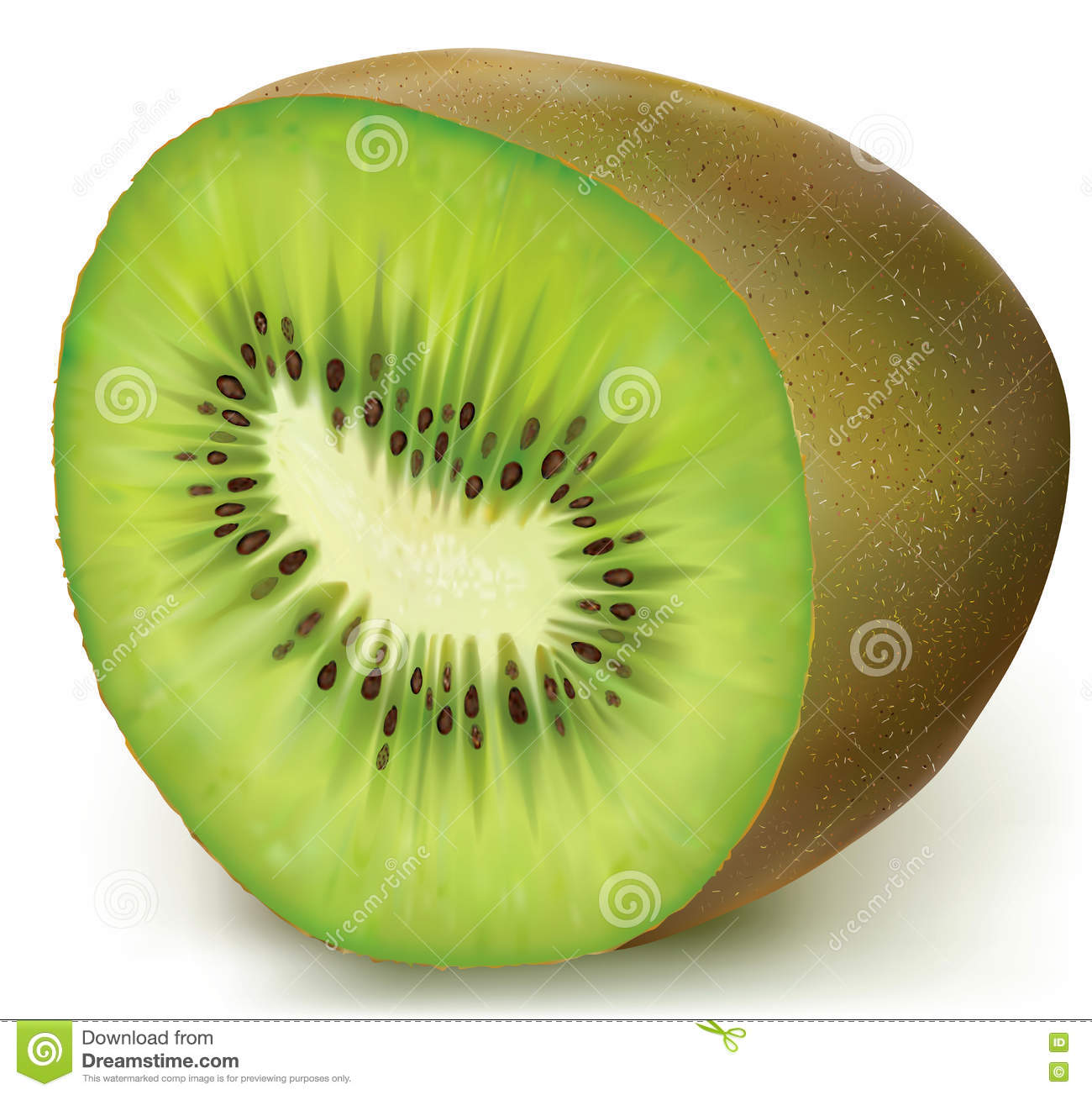 Detail Clipart Kiwi Nomer 30